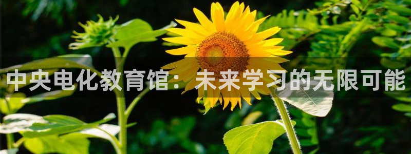 新宝5招商