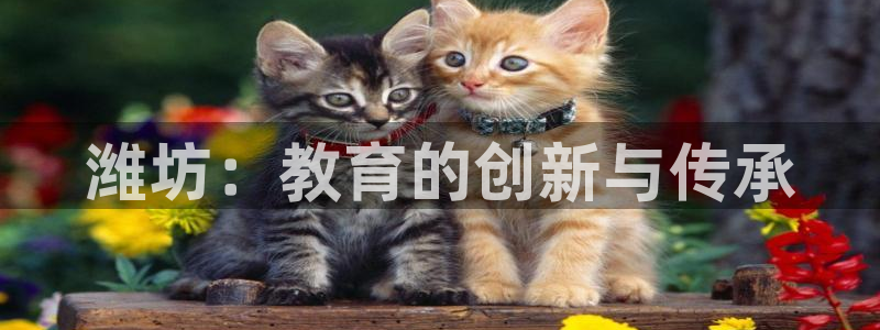 新宝5手机app